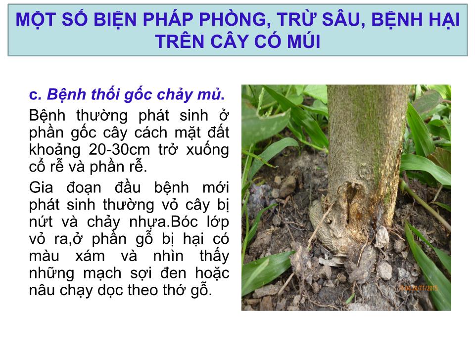 Báo cáo Sáng kiến Một số biện pháp phòng, trừ sâu, bệnh hại trên cây có múi trang 10