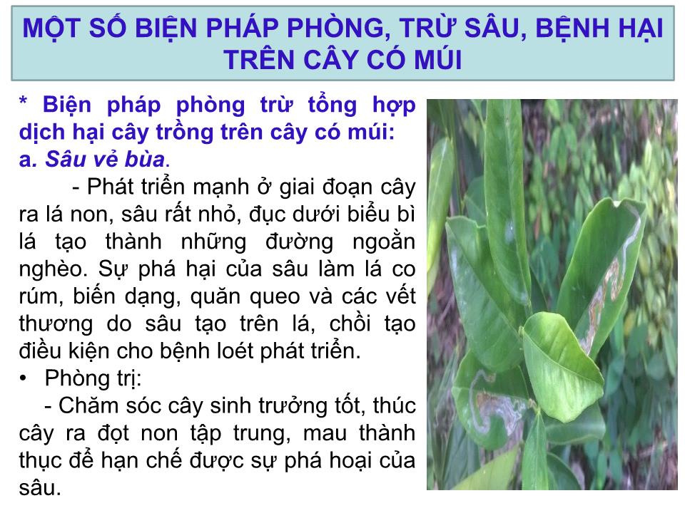 Báo cáo Sáng kiến Một số biện pháp phòng, trừ sâu, bệnh hại trên cây có múi trang 8