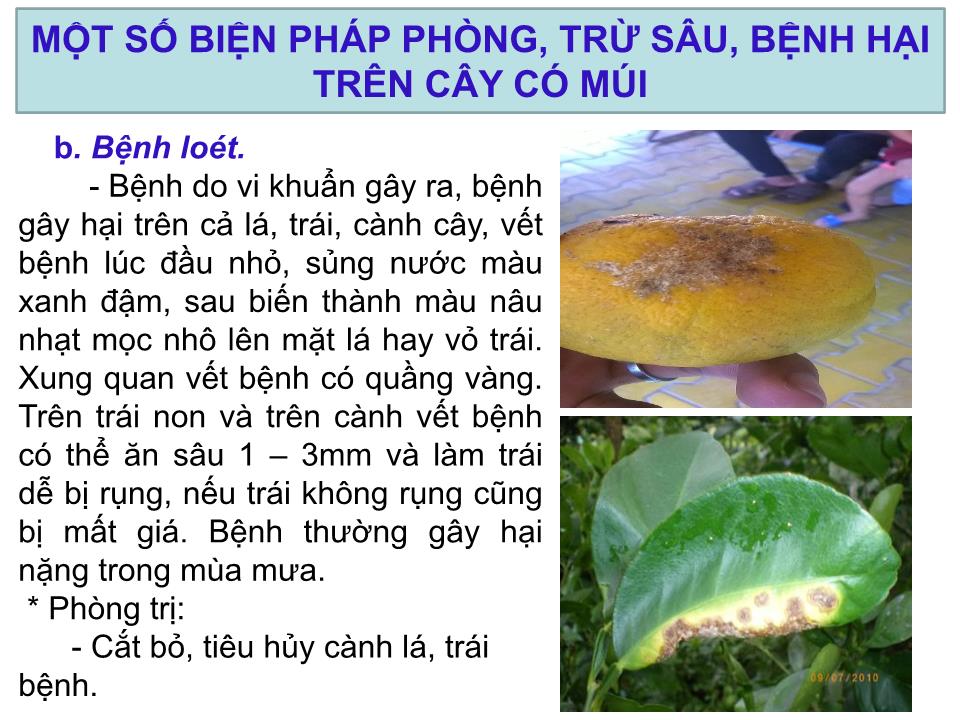 Báo cáo Sáng kiến Một số biện pháp phòng, trừ sâu, bệnh hại trên cây có múi trang 9